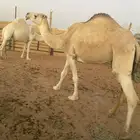 ضروبه شقحاء