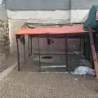 شبوك(تم البيع)