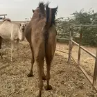 بكره لقحه