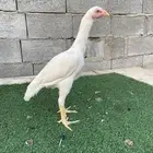 دجاجتين سندي نسل عم غبشان