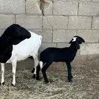 بربريه خلفه