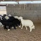 طليان من البر شرط