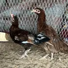 فرريج وديكه دجاج