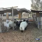 خروف نعيمي فاخر