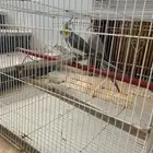 كروان جوز ع السوم مافيهم إلا العافيه سبب البيع متجاهلهم