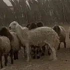 فحل حري طيب