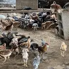 صوص بلدي
