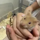 هامسترات سوريه اليفه جدا  للبيع