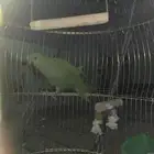 ببغاء الدره الهندي لون اخضر