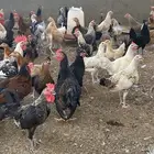 دجاج للبيع