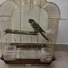 طير للبيع مره أليف