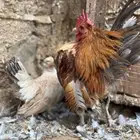 دجاج