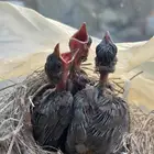 ثلاث حبات بلابل