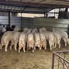 طليان رخال غنم ظان