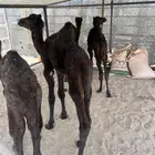 قعدان ضيار