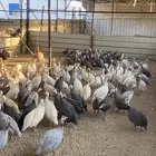 للبيع دجاج حبشي