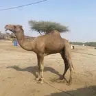 مشروح فحل كفوو