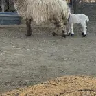 غنم نعيم مواليد