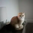 ذكر سكوتش فولد للتزاوج