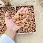 تمر صفري