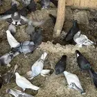 حمام تركي وقطائف وباكستاني