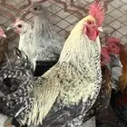 ديك ترثه وديك باكستاني
