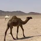 قعود اشعل