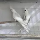 للبيع كروانات