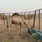 قعود شحم فاخر
