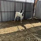 تيس مخصي للبيع