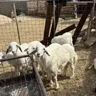 الجمله5طليان صغار عليه 1080يمكن صحي او لا ماشرط غيرها ذبايح