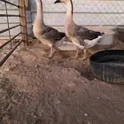 وز عراقي