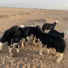 طليان نجد
