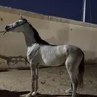 مهر واهو
