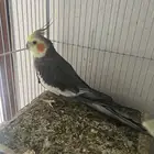 ذكر كروان للبيع