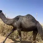 للبيع لقحة طيبة ومشروطة وهدية وحليبها وافر الموقع الخرمة