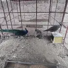 طقم طاوس هندي