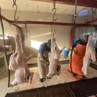 ذبايح نظيفه بري تمايم ضيفه