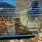 هامستر سوري شوران المدينه