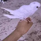 كروان اللون الأبيض