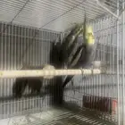 جوز باكستاني جوز هولاندي روز منتجين العدد 4