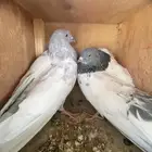 حمام بكستاني للبيع.