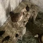 دجاجه بلديه مفرخه