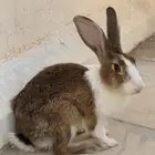 أرنب