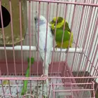 طيور بادجي وسمكة فايتر