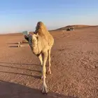 قعود