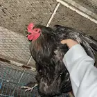 للبيع ديك براهما