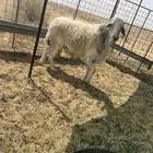خروف فحل حري حرش