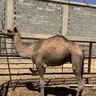 قعود للبيع بصحة جيدة