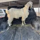 فحل العمر سنه ونص على جميع شروط